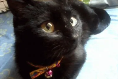 Mi Linda Gatica! jigsaw puzzle