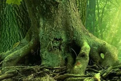Árbol