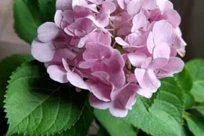 Hortensia