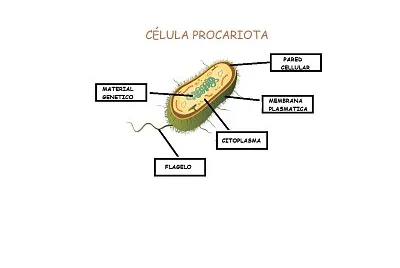 biologia