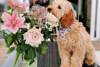 flores
