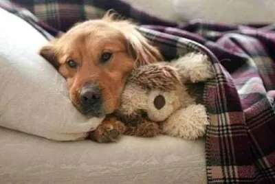 perro