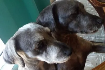 Lucas y Hercules