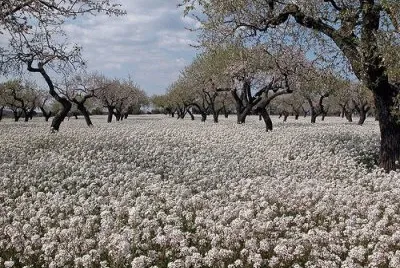 Flors blanques i grogues