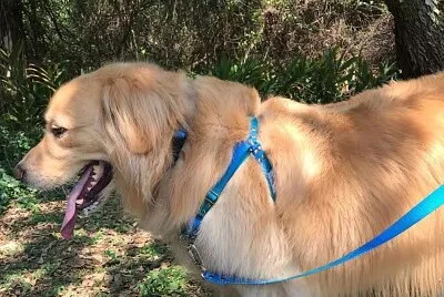 Golden FRED com o peitoral da FRIP   'S