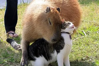 capivara e gatinho fofo