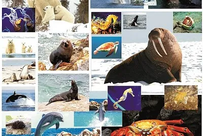 animals