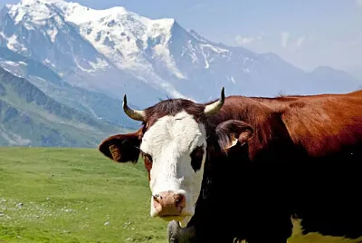 Vache en montagne