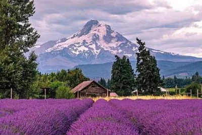 Lavender fields