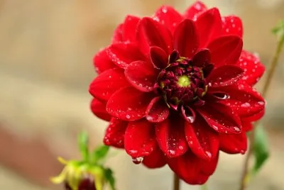 Red Flower