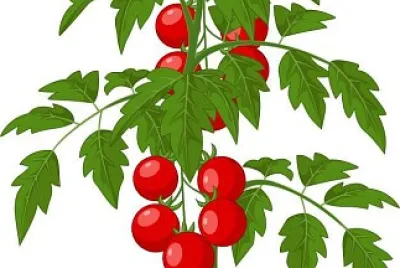 plantas