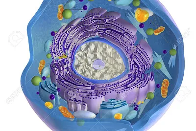 Celula Animal