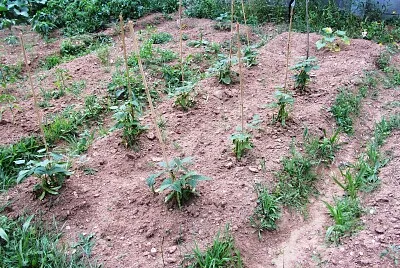 Huerto