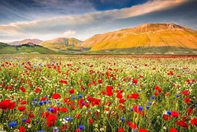 Coquelicots, bleuets et marguerites jigsaw puzzle