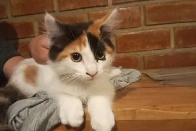 Gato