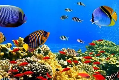 Animales Marinos