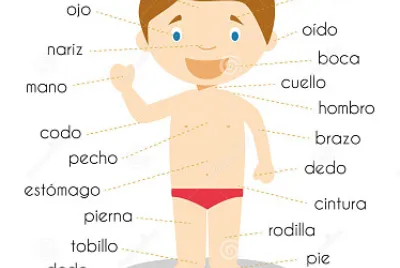 פאזל של cuerpo humano