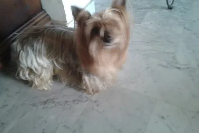 coco