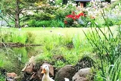 animales