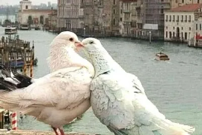 animales