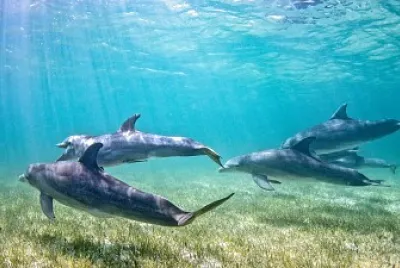 Dolphins