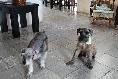 Princesa y Lucas