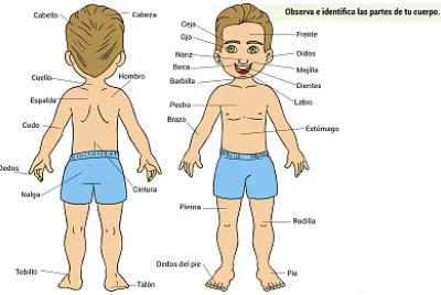 cuerpo humano jigsaw puzzle