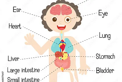 Human body systems