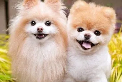 perro
