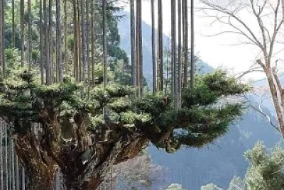 פאזל של colorful