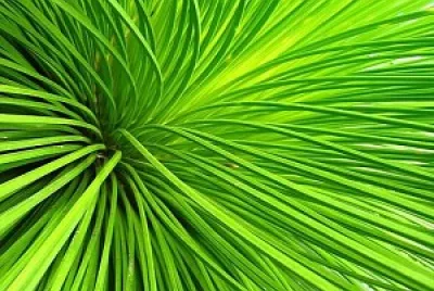 Planta