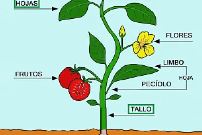 Partes de las plantas jigsaw puzzle