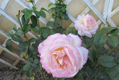 Rose rose