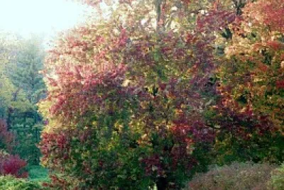 Monet jigsaw puzzle