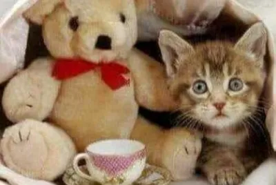 gato