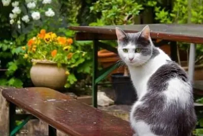 gato