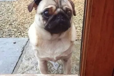 pug jigsaw puzzle