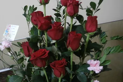 flores