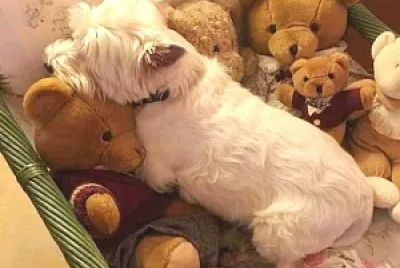 perro