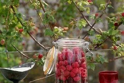 alimentos