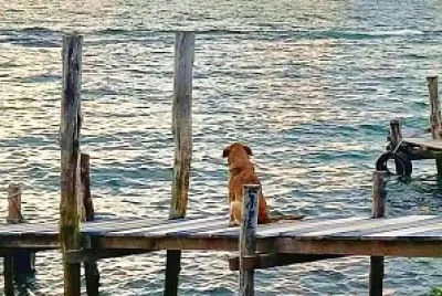 perro