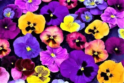 spring #286 jigsaw puzzle
