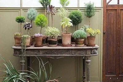 jardín