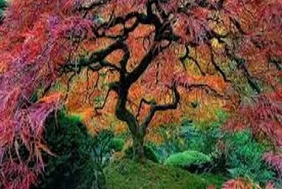 arbol 1 jigsaw puzzle