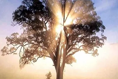 arbol jigsaw puzzle