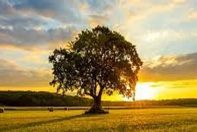 arbol jigsaw puzzle