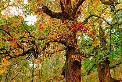 arbol jigsaw puzzle
