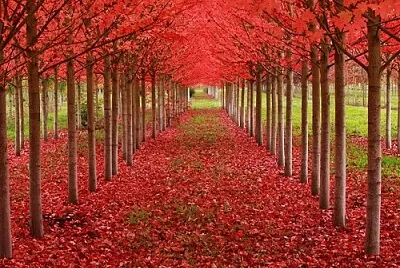 arbol jigsaw puzzle