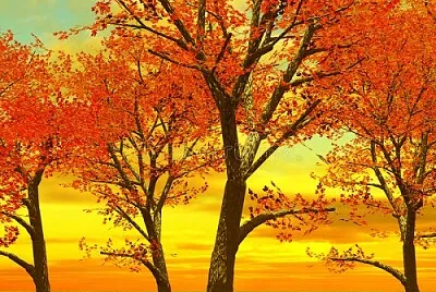 arbol jigsaw puzzle