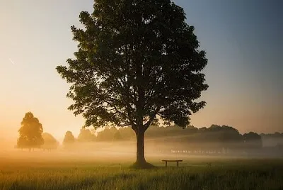 arbol jigsaw puzzle